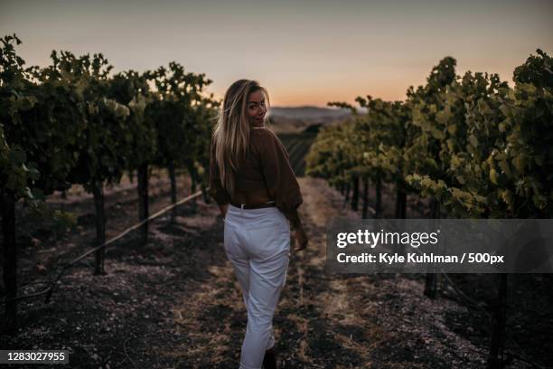 caucasian woman walking through vineyard at sunset,paso robles,ca,united states,usa - paso 1 ストックフォトと画像