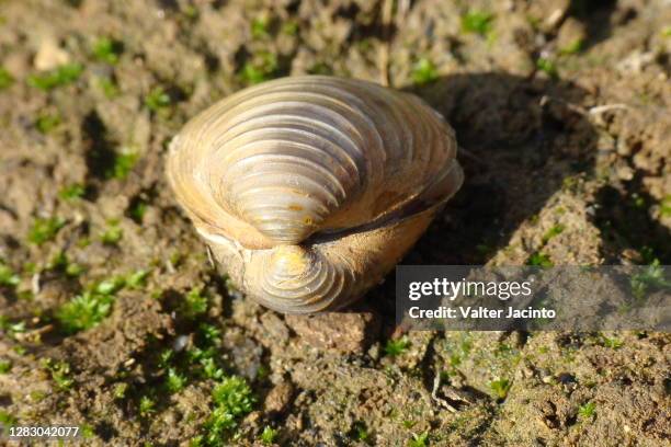 asian clam (corbicula fluminea) - corbicula clam 個照片及圖片檔