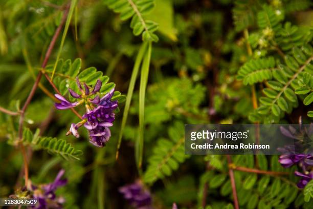 indigofera heterantha, himalayan indigo growing in the valley of flowers in the himalayas - indigo plant 個照片及圖片檔