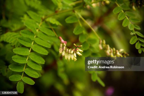 indigofera heterantha, himalayan indigo growing in the valley of flowers in the himalayas - indigo plant 個照片及圖片檔