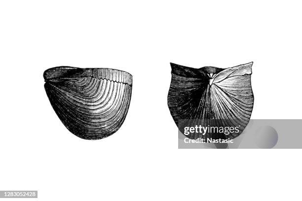 rhynchonella henrici  is an extinct genus of brachiopod found in silurian to eocene strata worldwide - eocene stock illustrations