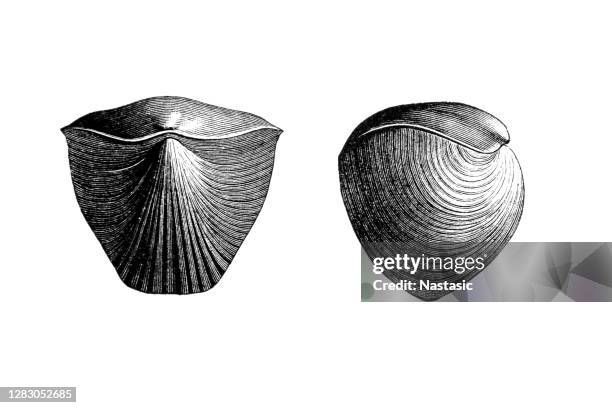 rhynchonella cuboides ist eine ausgestorbene gattung von brachiopoden, die in silur- bis eozänschichten weltweit gefunden wird. - exogyra arietina stock-grafiken, -clipart, -cartoons und -symbole