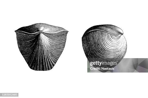 rhynchonella cuboides is an extinct genus of brachiopod found in silurian to eocene strata worldwide - eocene stock illustrations