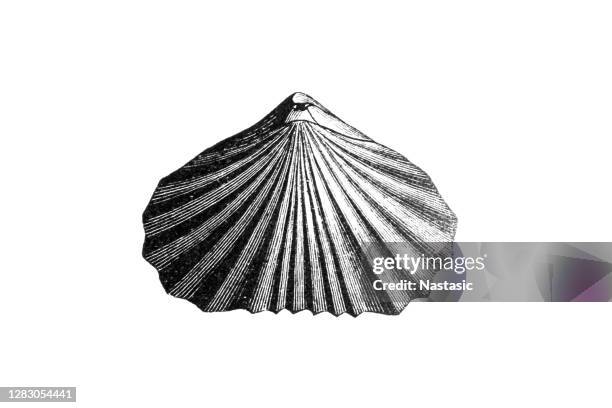 stockillustraties, clipart, cartoons en iconen met rhynchonella lacunosa is een uitgestorven geslacht van brachiopod gevonden in silurian naar eoceen strata wereldwijd - exogyra arietina