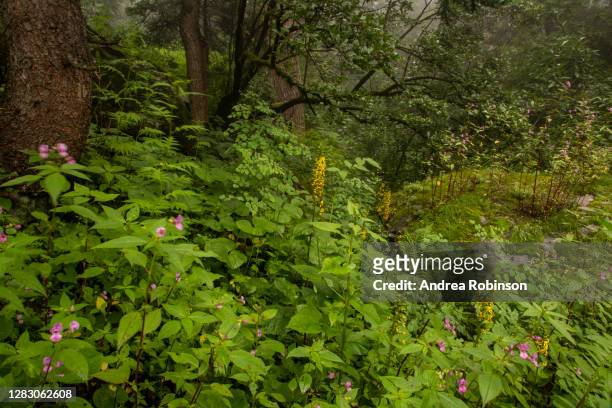 ligularia, impatiens and thalictrum growing in forest in the valley of flowers in the himalayas - himalayan birch stock pictures, royalty-free photos & images