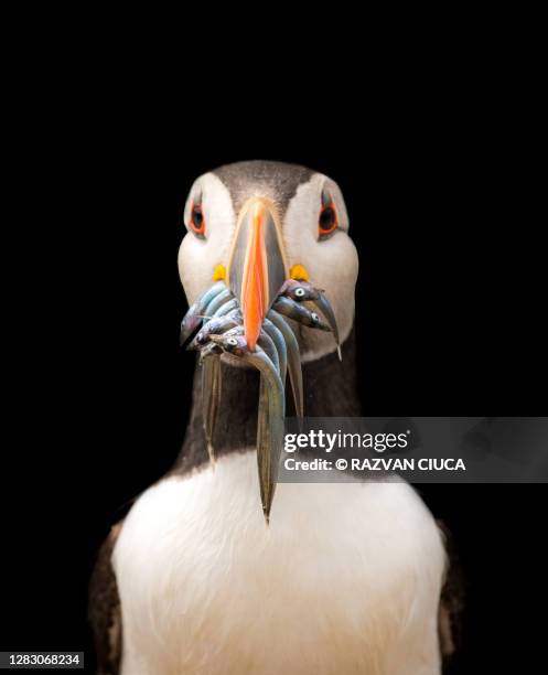 puffin with fish - sea bird stock pictures, royalty-free photos & images