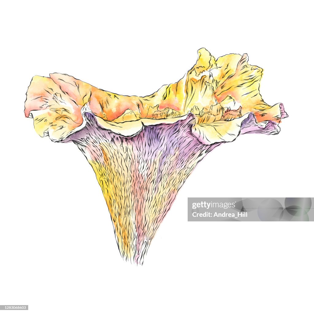 Chanterelle Mushroom Vector Watercolor and Ink Drawing. EPS10 Illustration