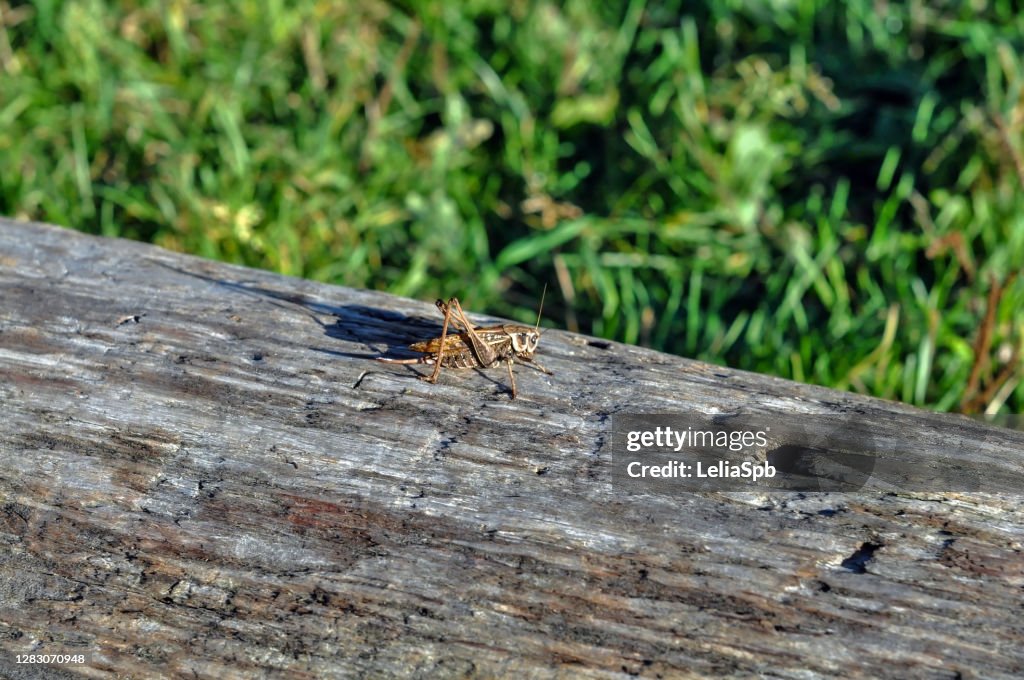 Grasshopper on an old tree stump on a sunny day
