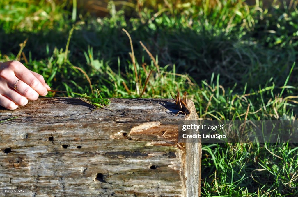 Catching grasshoppers on a sunny day