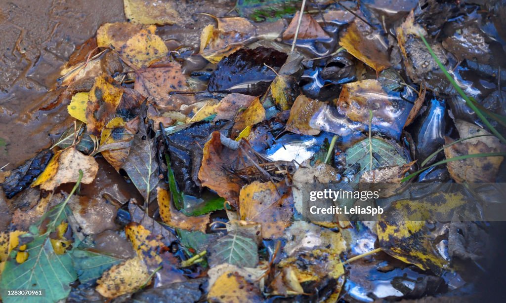 Grasshopper among colorful autumn leaves