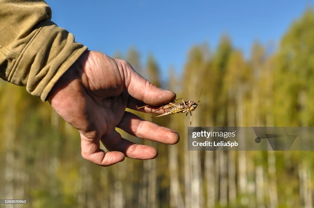 Catching grasshoppers on a sunny day