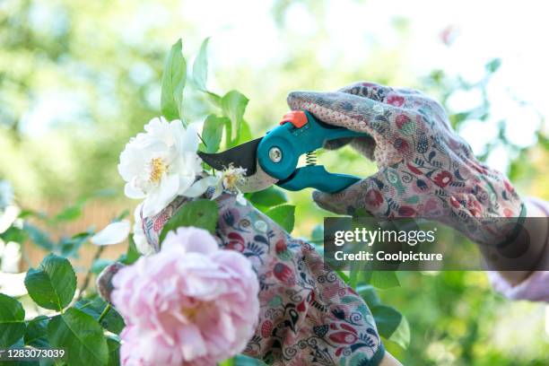 gardener pruning roses. - pruning shears fotografías e imágenes de stock