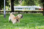 Portrait of Labrador dog barking and playing at city park