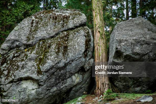 Tree Is Stuck 1,412 Stuck In A Tree Stock Photos, High-Res Pictures, and Images ...