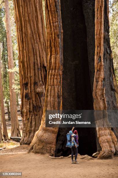 a mother and her son hiking in sequoia national park. - bosque nacional de secoya fotografías e imágenes de stock