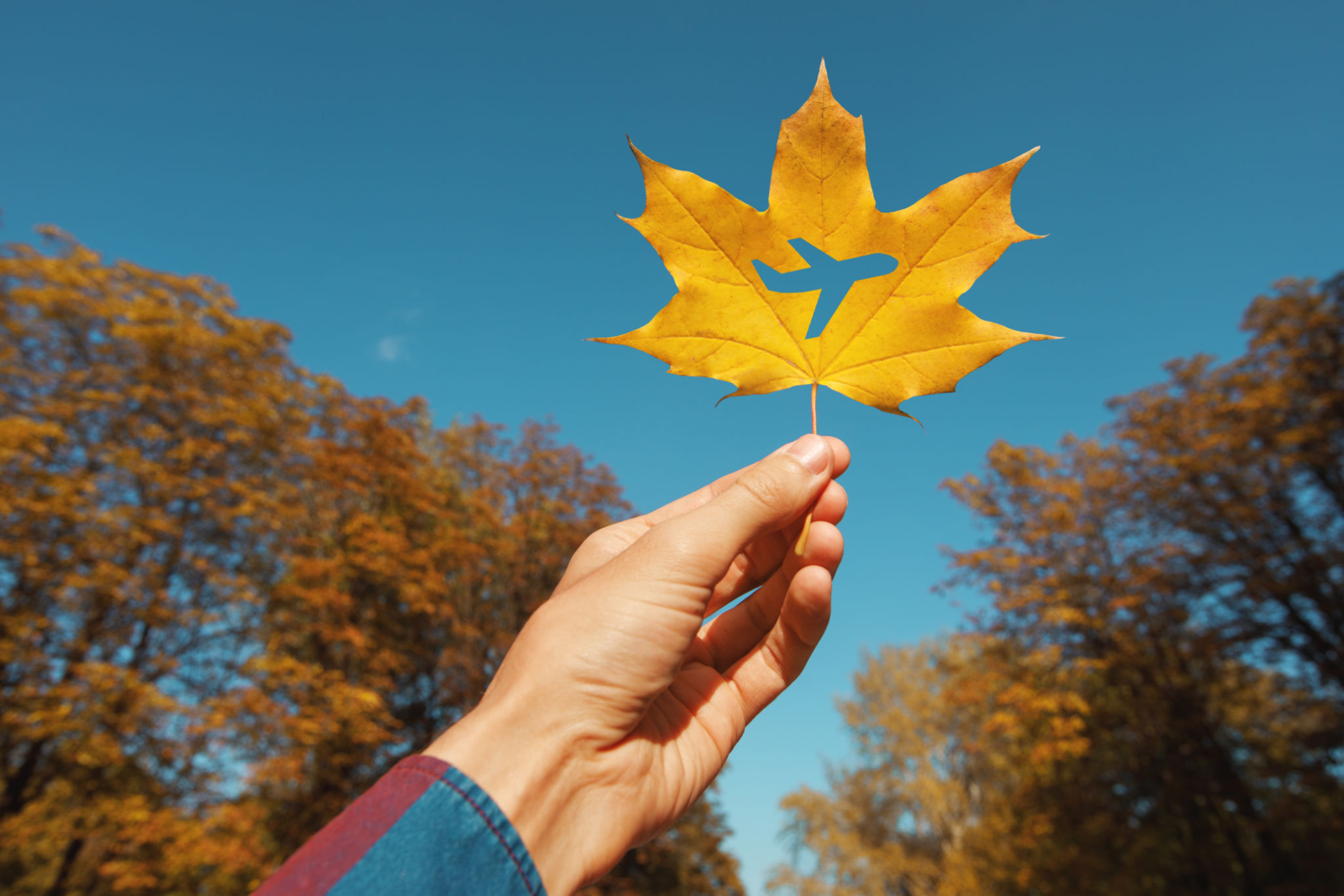 autumn aircraft