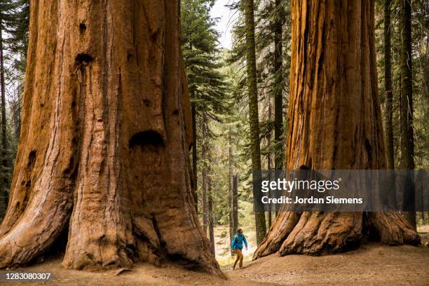 a man hiking beneath giant sequoia trees. - imponente fotografías e imágenes de stock