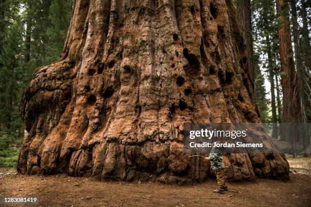 a young boy standing in front of a giant sequoia tree. - secoya fotografías e imágenes de stock