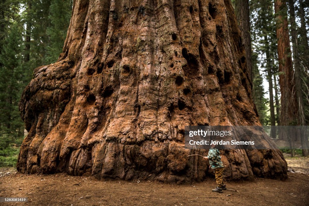 A young boy standing in front of a giant Sequoia tree.