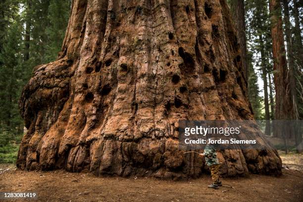 a young boy standing in front of a giant sequoia tree. - large imagens e fotografias de stock