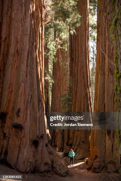 a woman hiking beneath giant sequoia trees. - sequoia stockfoto's en -beelden