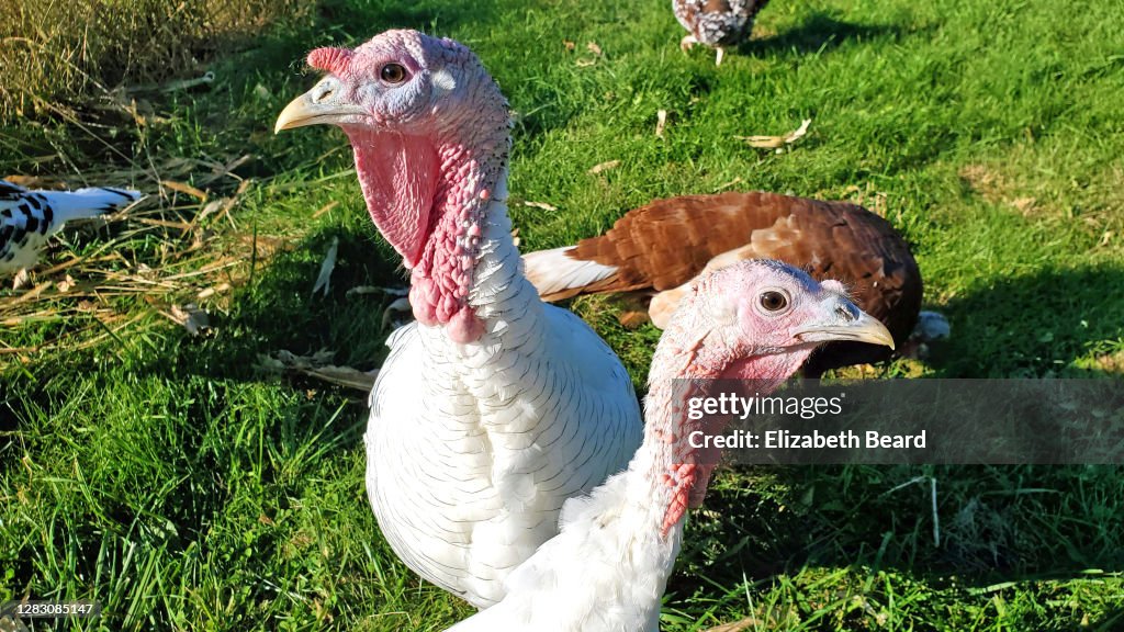 Pair of heritage breed royal palm turkey hens