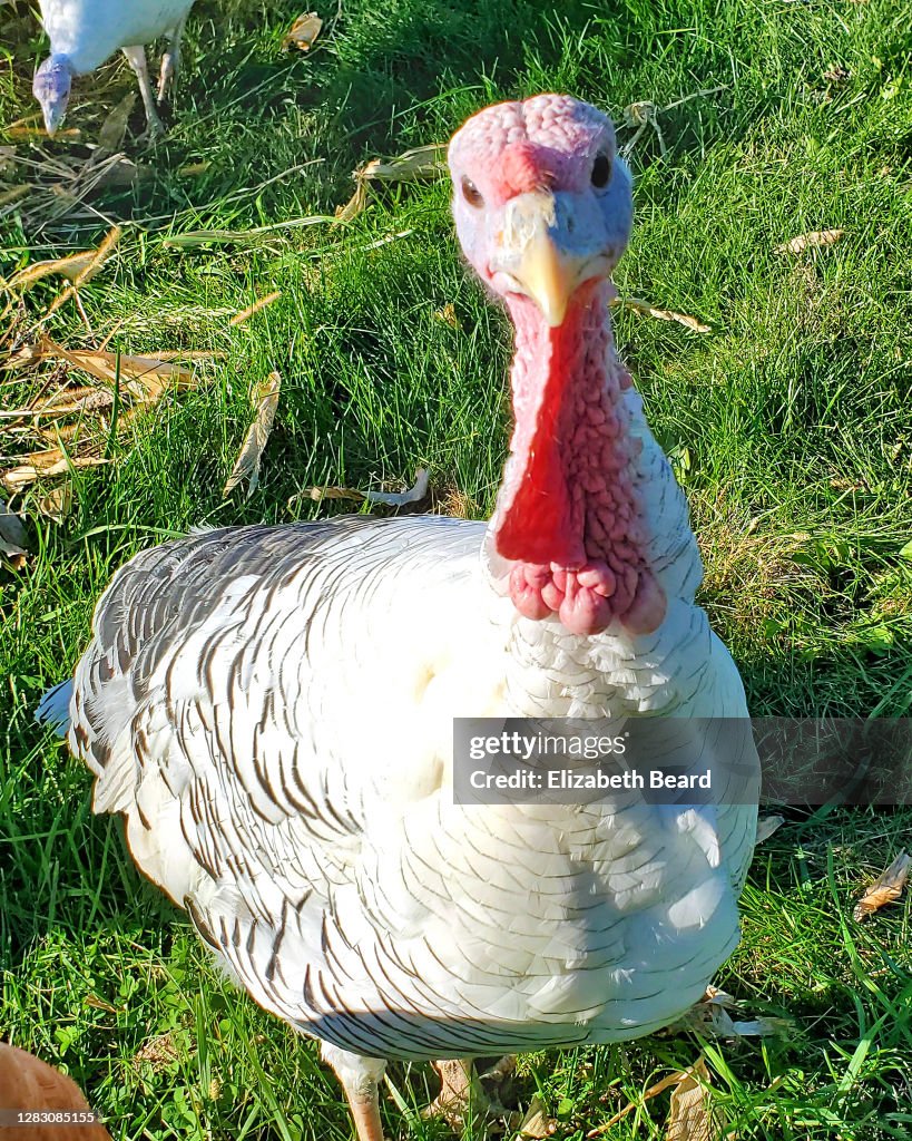 Heritage breed royal palm turkey hen free ranging