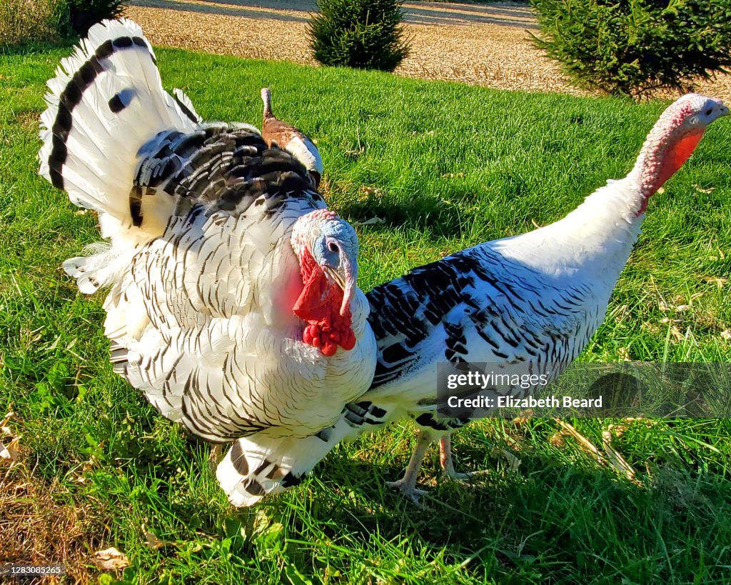 Heritage breed royal palm turkey tom and hen