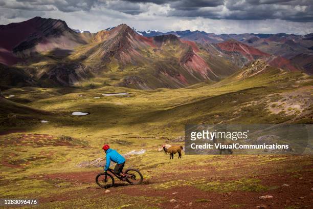 mountain biker in sella a lama ai piedi delle ande peruviane. - touring in peru foto e immagini stock