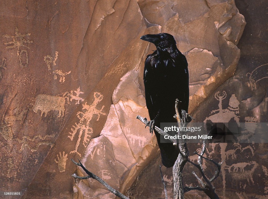 Illustration of black crow perched near rock with petrogyphs