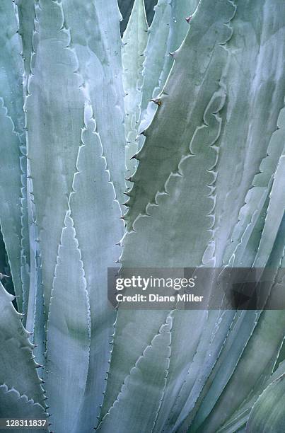 agave leaves, close-up - blue agave stock-fotos und bilder