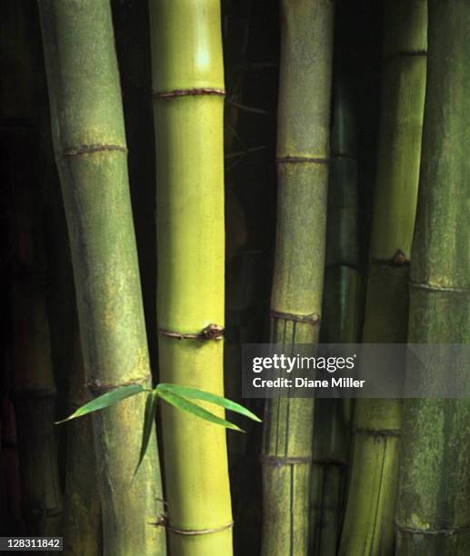 green bamboo stalks - bamboo plant stock pictures, royalty-free photos & images