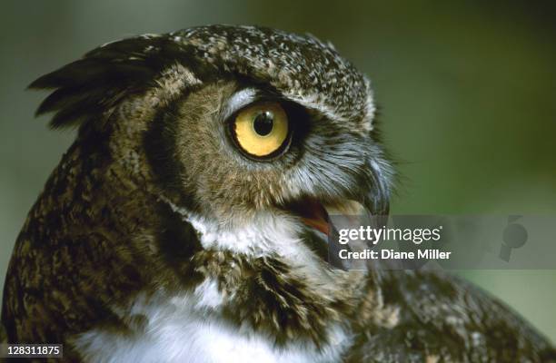 great horned owl, headshot - great horned owl stock pictures, royalty-free photos & images