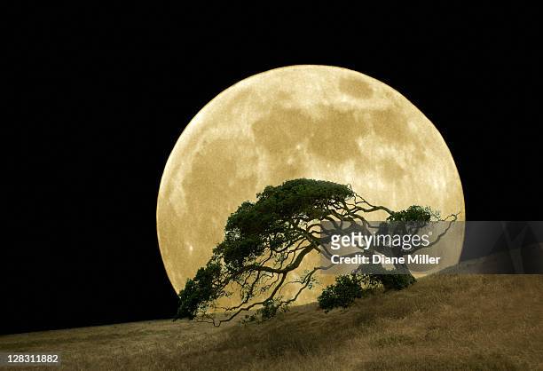 windswept live oak tree and rising full moon at night - live oak tree stock pictures, royalty-free photos & images