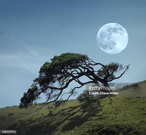 windswept live oak tree and rising full moon at night - groenblijvende eik stockfoto's en -beelden