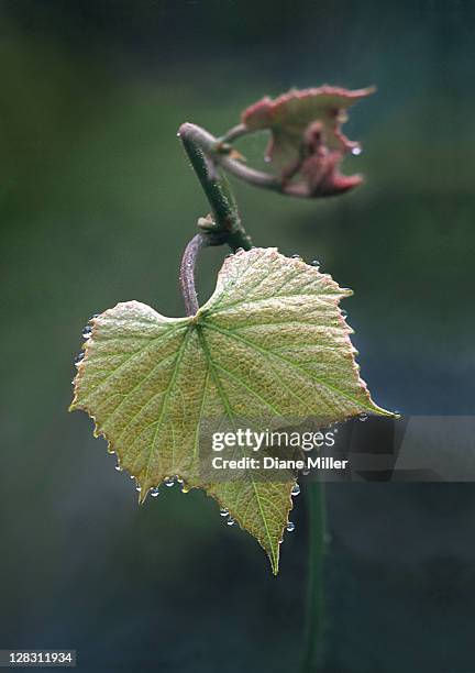 grape leaf with dew in spring, part of seasonal series - vineyard leafs stock pictures, royalty-free photos & images