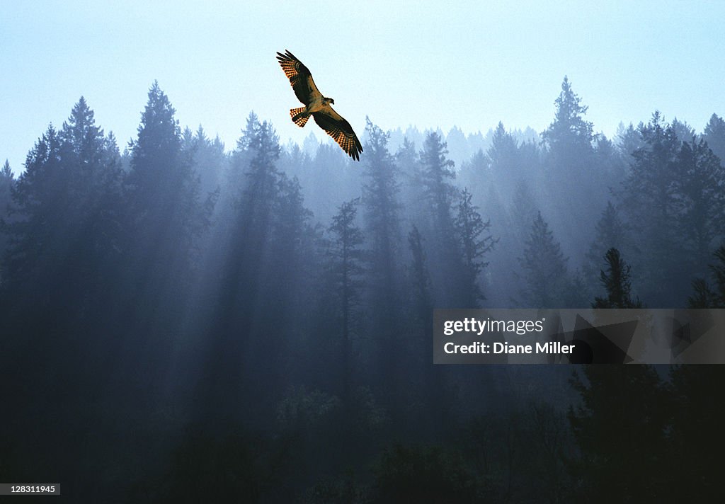 Osprey flying above fir trees with sunrays streaming through mist