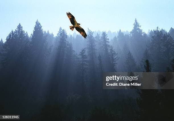 osprey flying above fir trees with sunrays streaming through mist - animal selvagem imagens e fotografias de stock