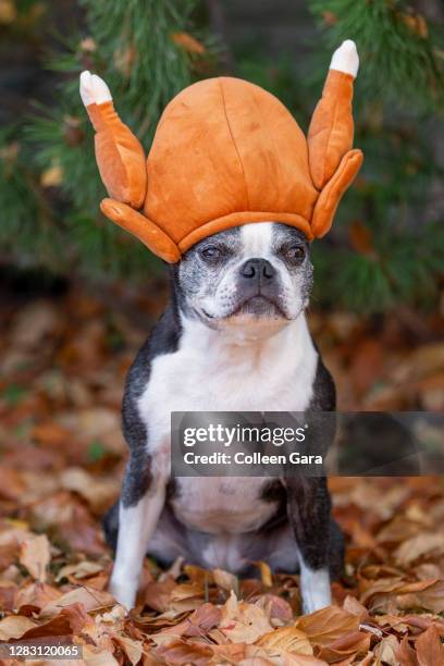 boston terrier in turkey hat - dog turkey stock pictures, royalty-free photos & images