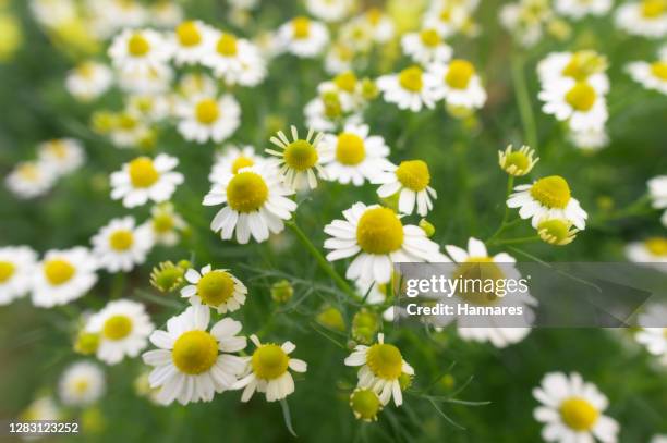 chamomile - camomilla foto e immagini stock