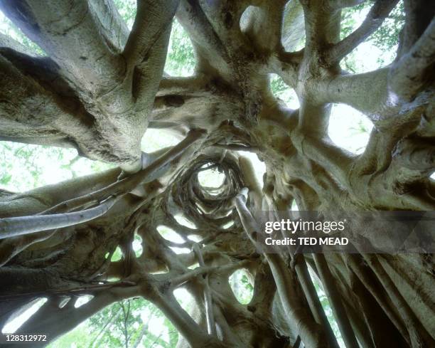 Strangle Tree 737 Strangler Fig Tree Stock Photos, High-Res Pictures, and Images ...