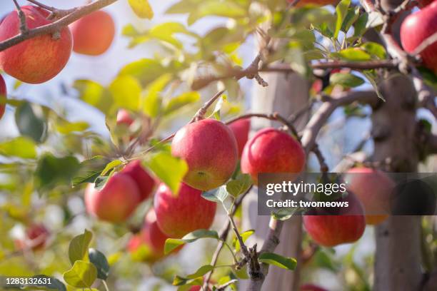 ripe red apple on trees branches in aomori. - pommier photos et images de collection