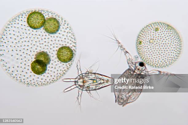 freshwaterplankton - daphnia stock pictures, royalty-free photos & images