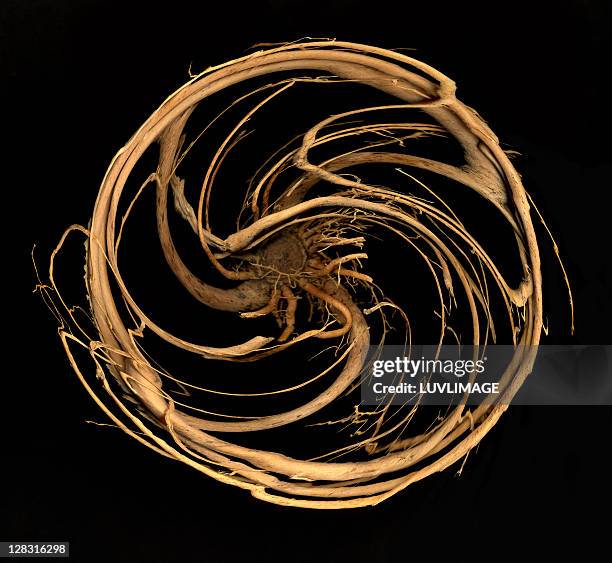 round roots from plant in a round composition in black - ying yang stock-fotos und bilder