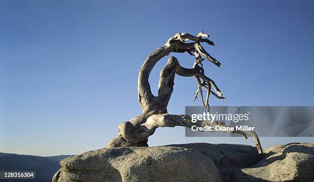 Sentinel Dome Tree 3,087 Jeffrey Miller Stock Photos, High-Res Pictures, and Images ...