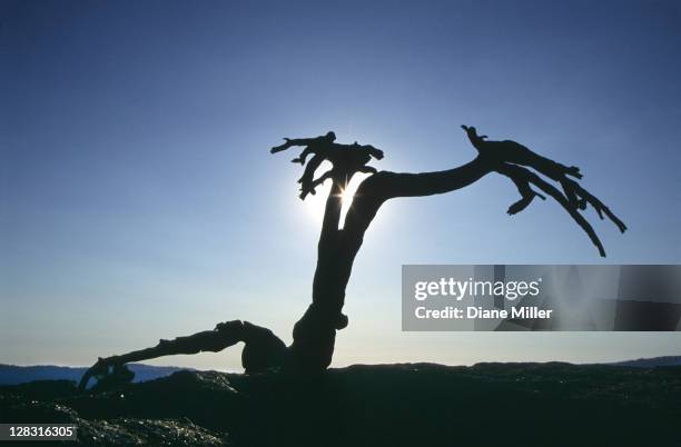Sentinel Dome Tree 72 Jeffrey Pine Tree Stock Photos, High-Res Pictures, and Images ...