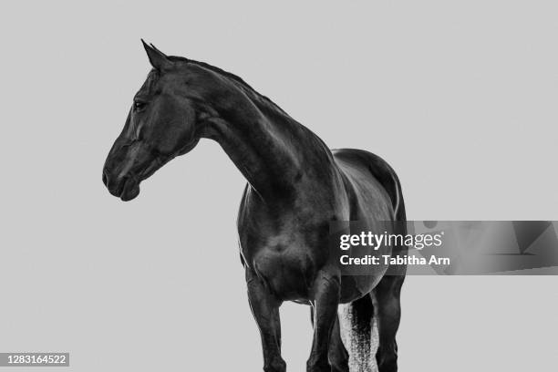 pferd portrait vor grauem neutralen hintergrund schwarz-weiss - caballo fotografías e imágenes de stock