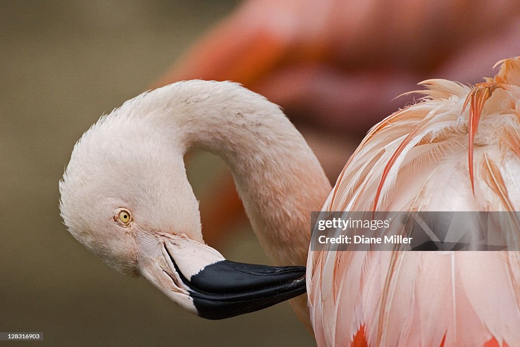 Closeup of a flamingo, Phoenicopterus, in a zoo