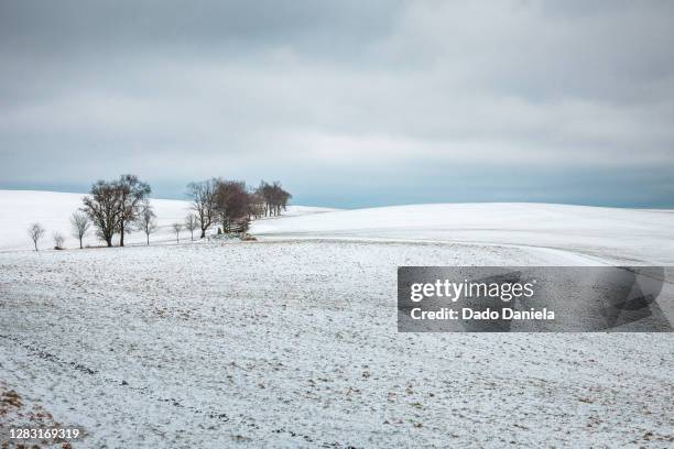 nordenau winterberg - cattle in frost stock-fotos und bilder