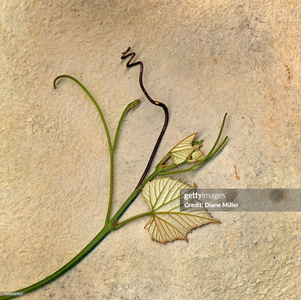 Spring grape leaves with dry tendril